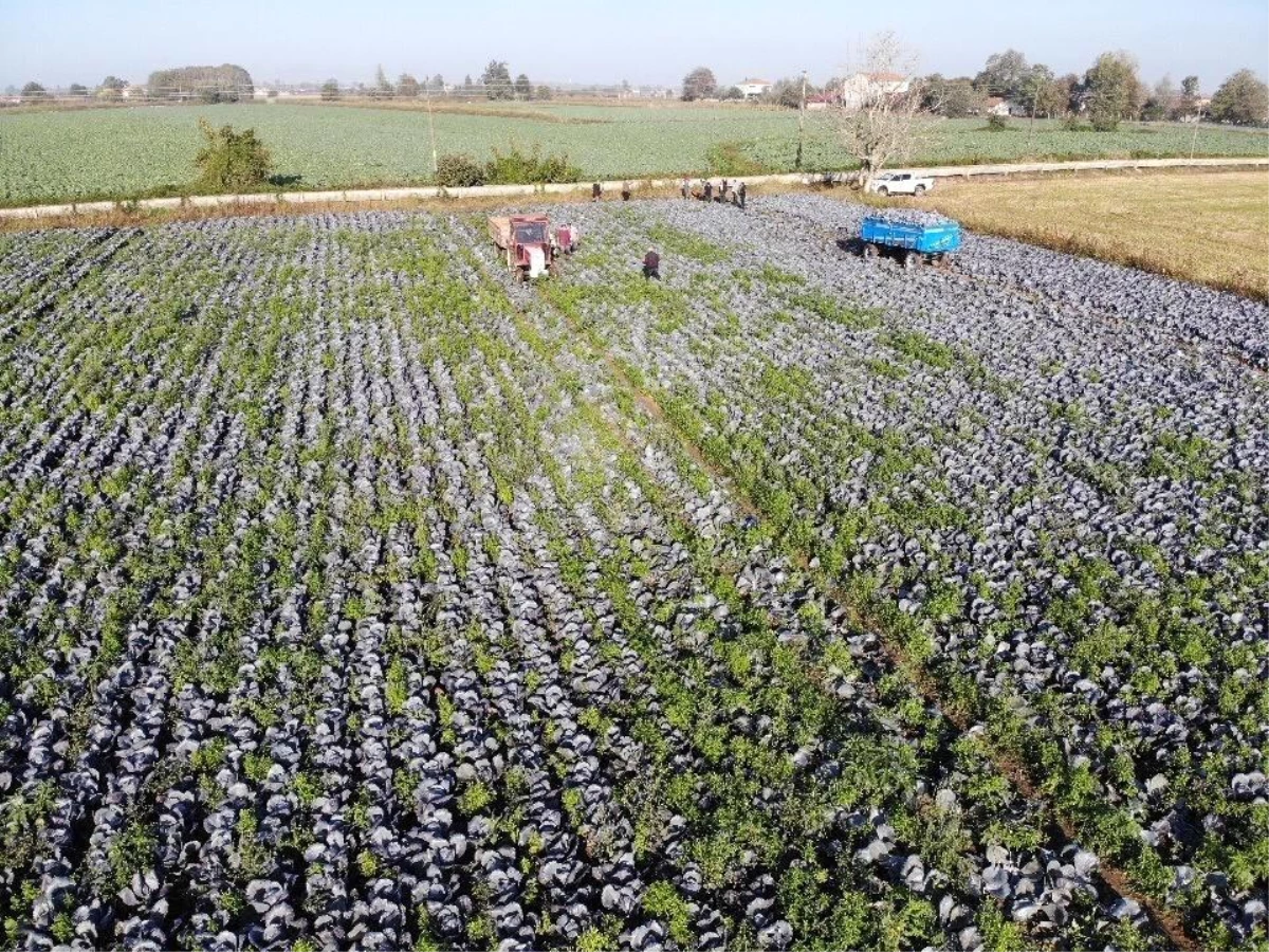 Samsun Türkiye’nin Sebze ve Meyve Üretiminde Önde Geliyor