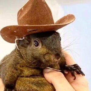 fenomen sincap peanutin olumu new yorka bela olacak KUs1eVIN