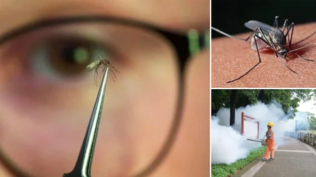 chikungunya salgini yayildi cinde halk sagligi acil durumu ilan edildi ZPKjDGbE