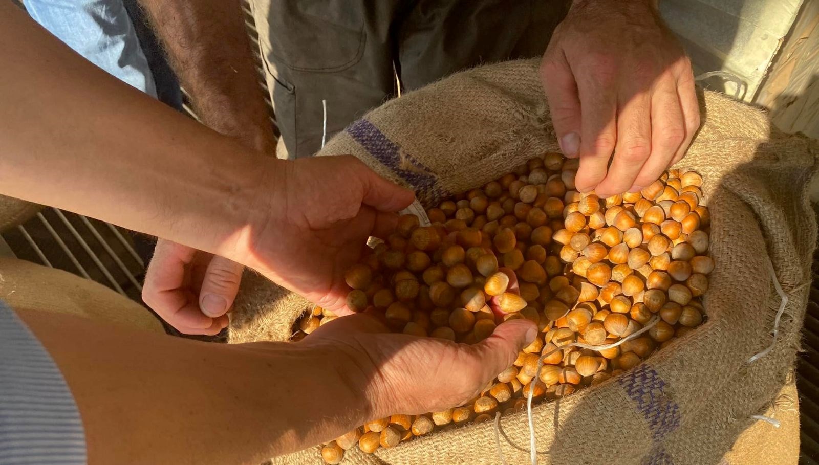 giresunda findik fiyatini randiman belirliyor X8SjdiQf