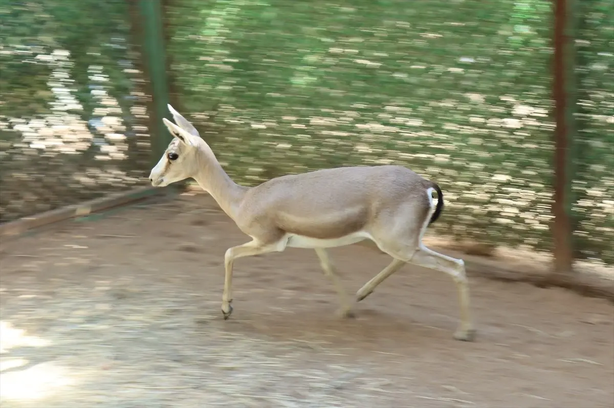 yarali ceylan dogaya donuyor hQjgPZsx