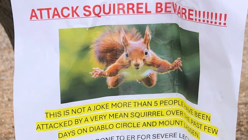 yemek arayan saldirgan sincap iki kisiyi acillik etti gxEklgkK