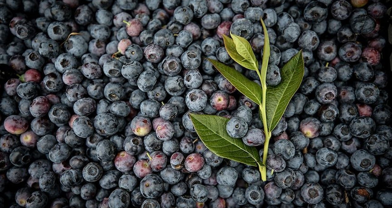 atiklari kullanip bahcesini ekip bicti paraya para demedi SxFASGiU.jpg