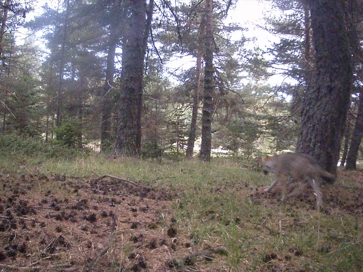 cankirida yaban hayati goruntulendi pQPlfegK