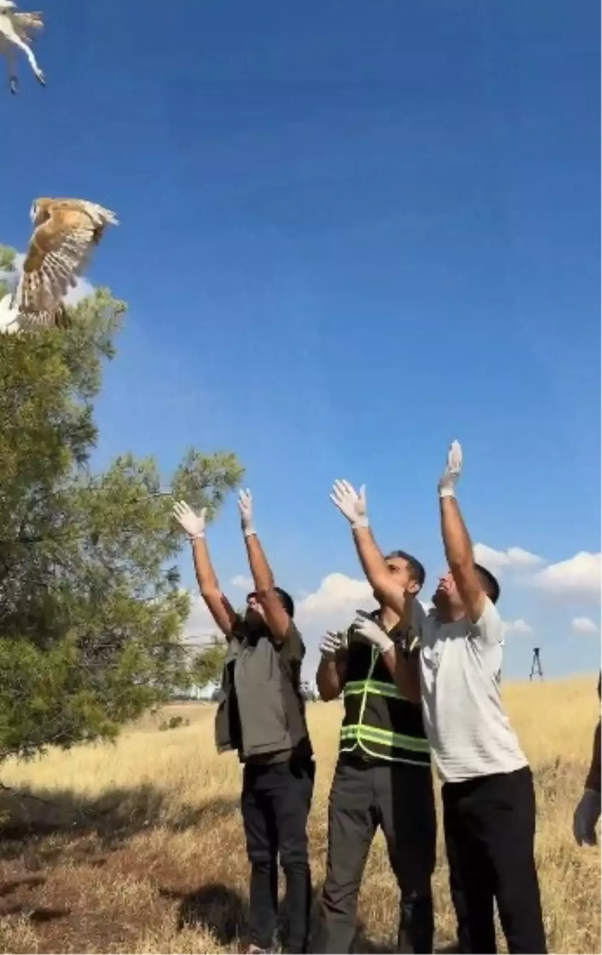 yavru baykuslar dogaya salindi VfqM5fRC