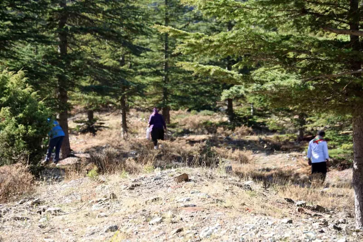 adanada sedir mantarina talep artiyor beyaz altin ihracata acildi 2U8ufmDH.jpg