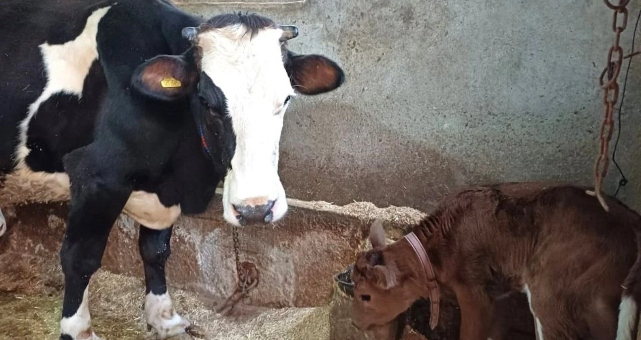 hayvancilikta devrim sut alerjisine karsi genleri susturulmus buzagilar dogdu E5S4PNtJ.jpg