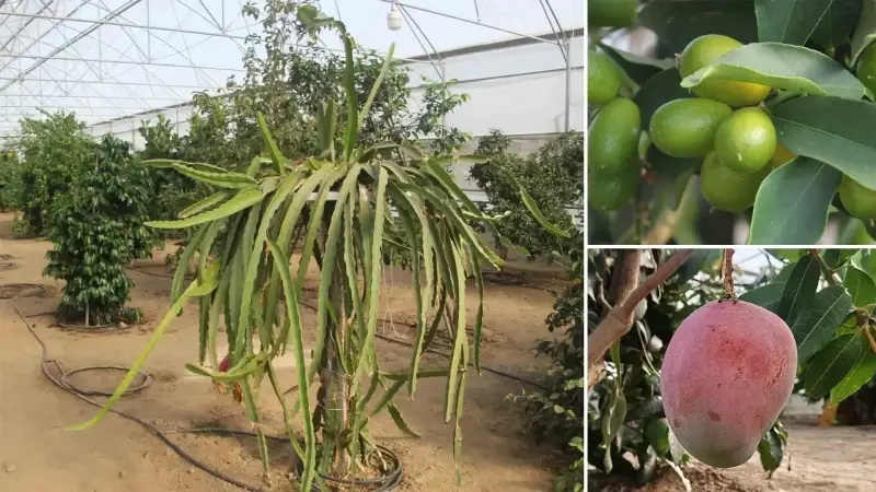 herkes karadenizde yetismez diyordu bu yontemle tam 16 tropikal meyve yetistiriyorlar akdeniz iklimini karadenize tasiyoruz P1Kf5sYu.webp