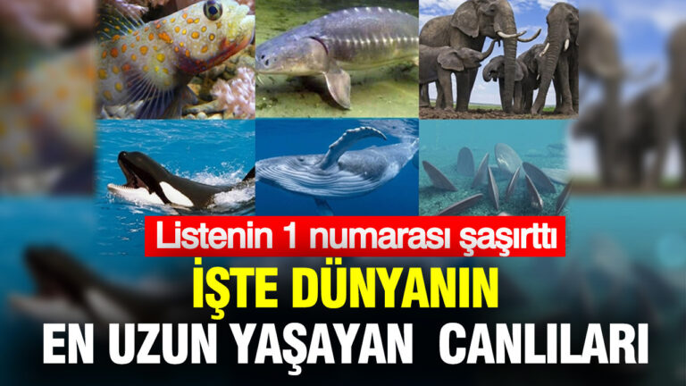 dunyanin-en-uzun-yasayan-canlilari-belli-oldu-listenin-1-numarasi-sasirtti-iBTs9yln
