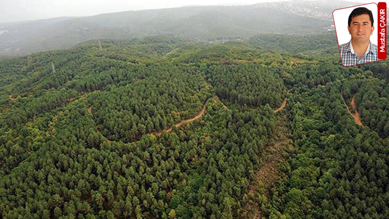 İktidar, Orman Yasası’ndaki Yetkisini Kullanarak 23 İl’de Orman Sınırlarını Değiştirdi